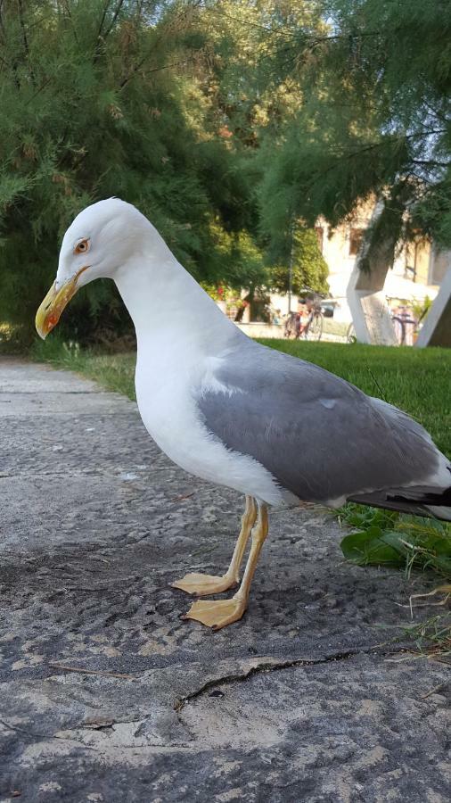 Apartment Luka ฟาชานา ภายนอก รูปภาพ